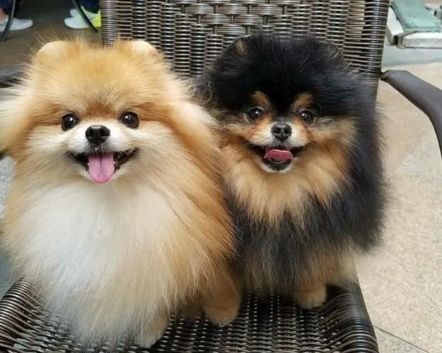Filhotes De Spitz Alemão - Leve Para Casa Uma Explosão De Alegrias.