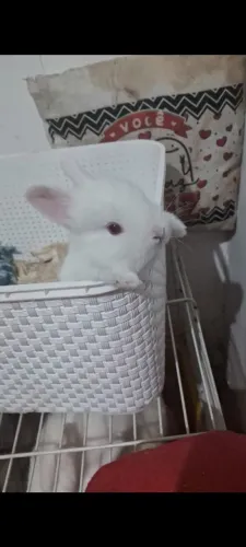 Coelhos Filhotes Anão Netherlands Carinhosos