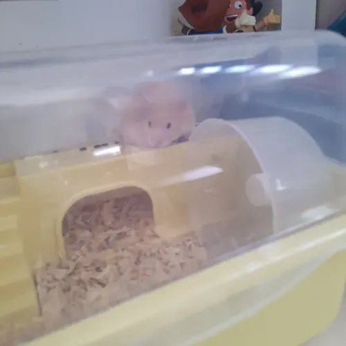 Hamster com casinha e acessórios 