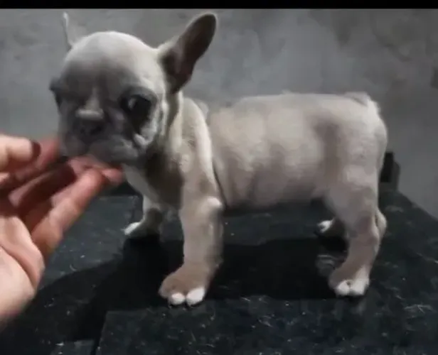 Bulldog francês