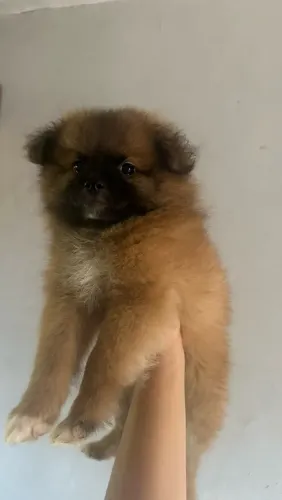 Macho Lulu da Pomerania