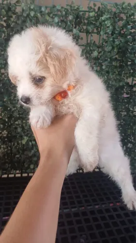Cachorro 