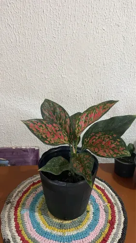 Aglaonema exemplar único 