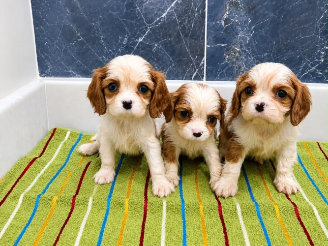 Cavalier Alto padrão! 
