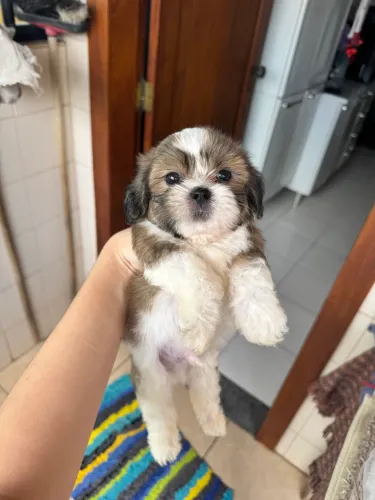 Shih tzu mini macho e fêmea 100% legítimos