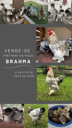 Pintinhos Raça Brahma 