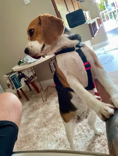 Beagle - 2 anos e 8 meses