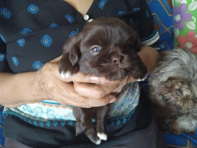 Cachorra shih tzu