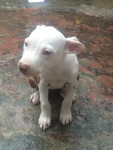 Filhote de Pitbull 350 reais
