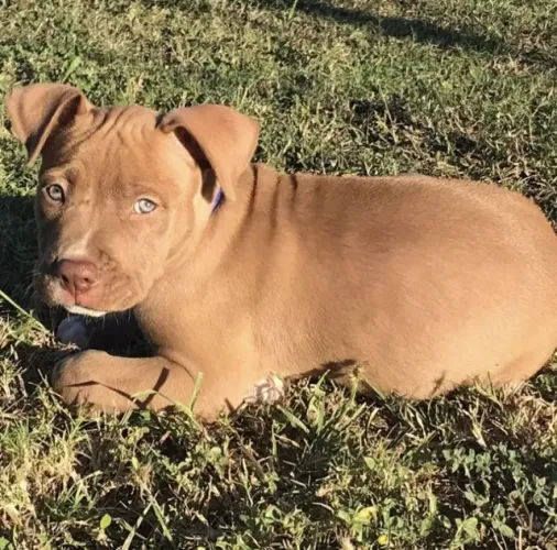 Filhotes de Pitbull fies para sua familia !