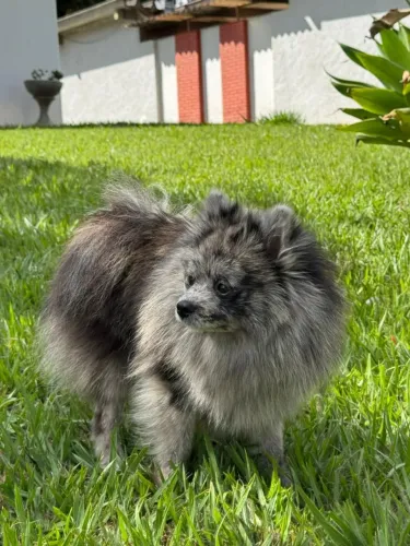 CRUZA Macho para cruzar Spitz Alemão Merle (cor raridade).
