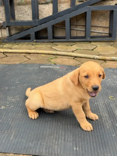 Filhote de golden com labrador 