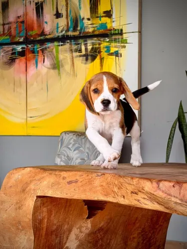 Beagle inglês mini