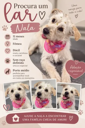 Dia-de cachorro fêmea