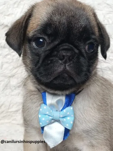 pug aquira hoje seu bebe referencia na criação da raça