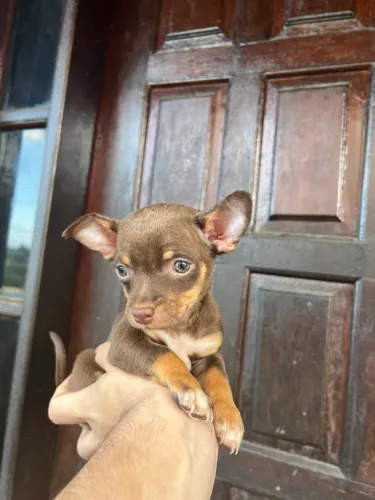 Chihuahua macho chocotan.