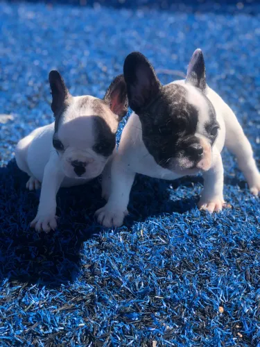 Bulldog