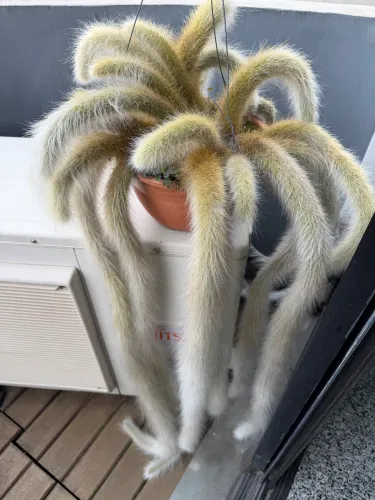 cacto rabo de macaco