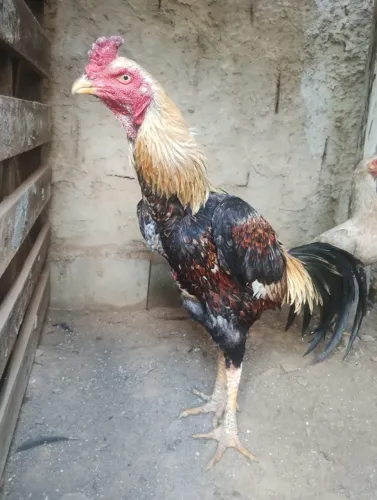 Galo Mura