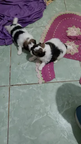 Vende-se 2 filhote Shitzu fêmea interessados chama no WhatsApp *