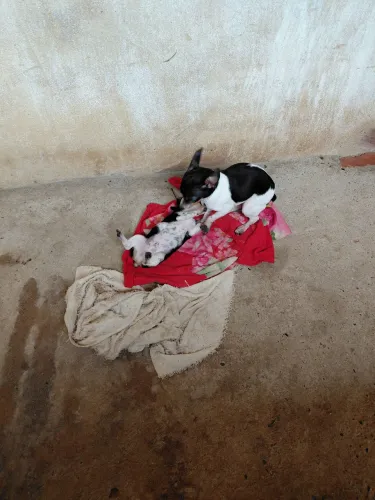 Pinscher 01