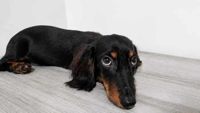 Dachshund Miniatura Machos Puros | Pelo Longo e Pelo Curto | Vacina Importada