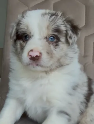 Fêmea de Border Collie Red Merle PERFEITA!!!