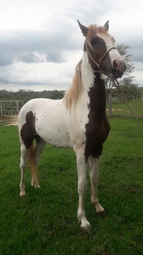 Cavalo Mangalarga Paulista