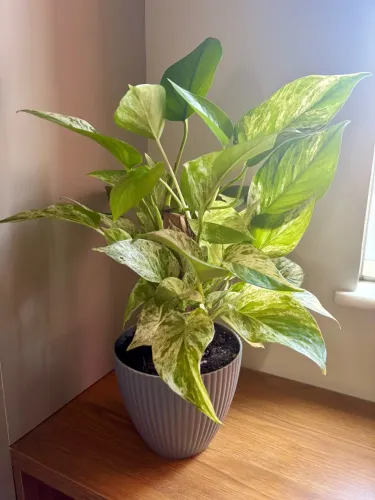 Planta Jiboia Branca