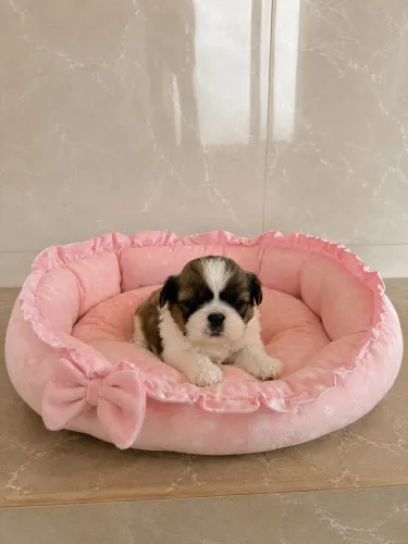 Shih tzu alto padrão - perfeitos 