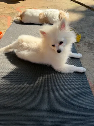 Lulu Macho