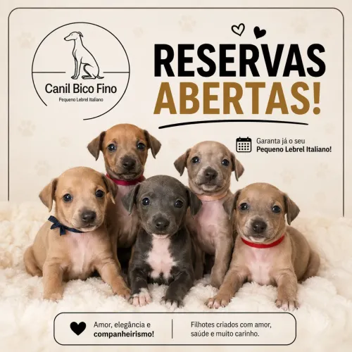 Galgo Italiano (reserva)