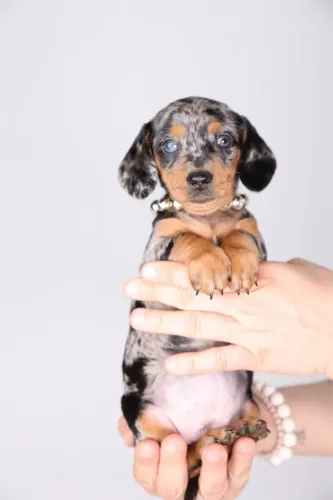 Dachshund Arlequim disponível