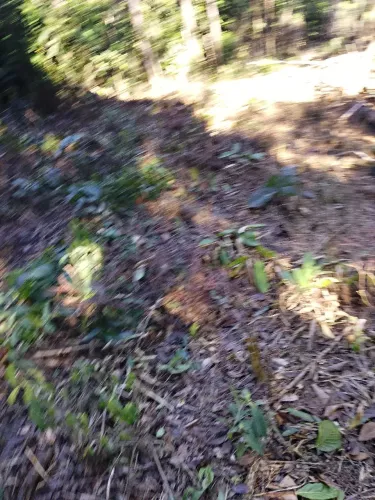 Vendo terreno em Juquitiba divisa de Miracatu