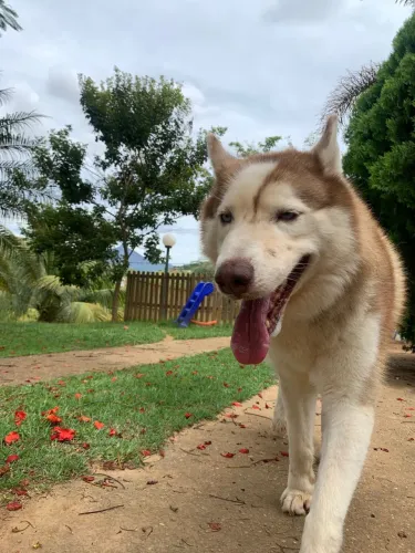 Husky siberiano para cruza 
