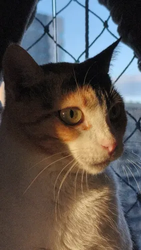 Gata castrada 7 meses teste Felv feito e vacinada