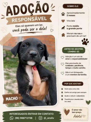 Doação de cachorro 