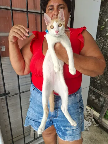 Doação gato macho
