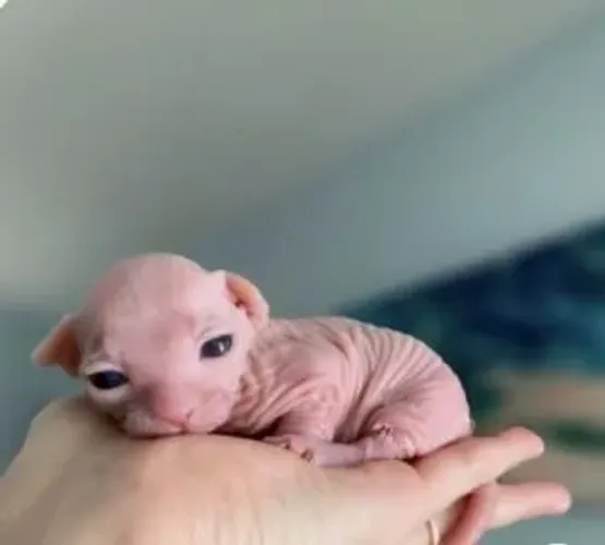 Sphynx