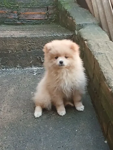 Lulu da pomerania