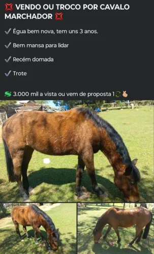 Potranca domada