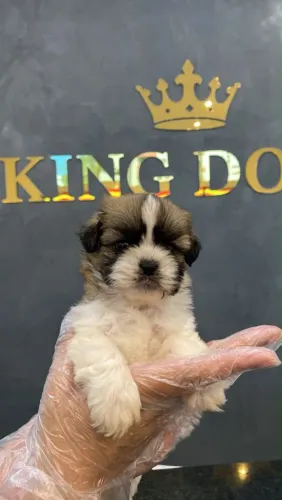 Filhote shih tzu, Nada como o amor verdadeiro de um cachorro!