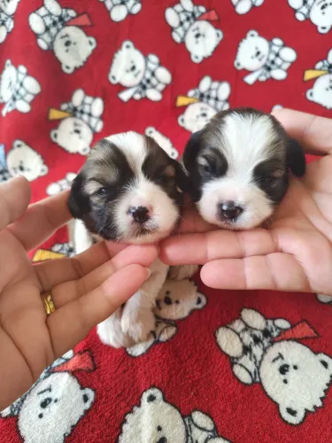 Filhotes de Biewer Terrier 