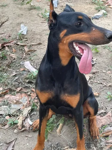 Doberman fêmea