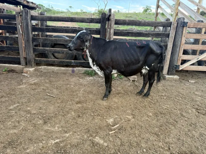 Vaca 