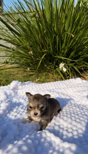 Filhote de chihuahua 