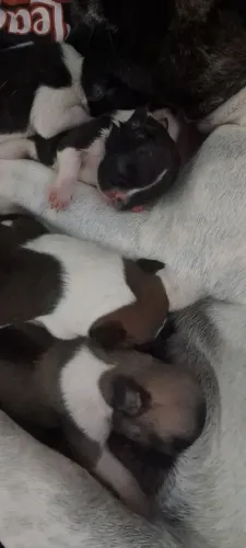 Bulldogue francês