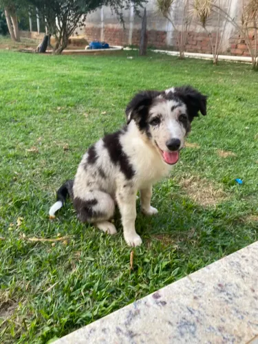 Vendas de filhotes de border collie