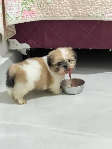 Shih tzu