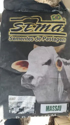 Sementes de pastagem